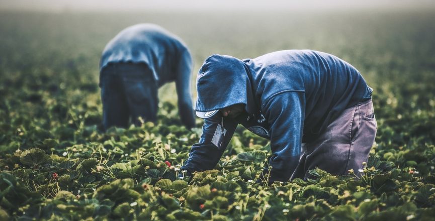 Migrant Farm Workers Continue To Face Exploitation, Poor Conditions